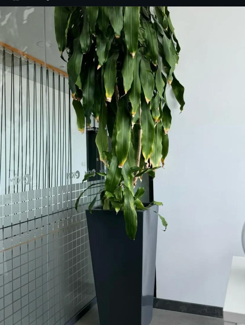 Duman Manken Ürün 158