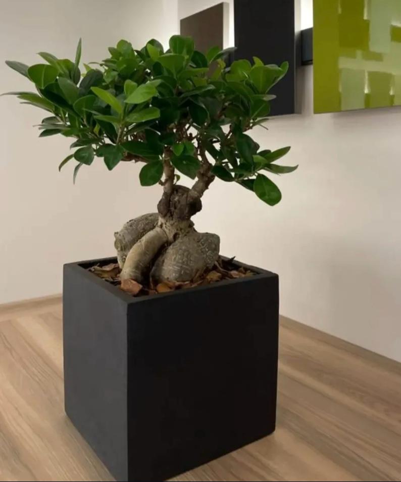 Duman Manken Ürün 160